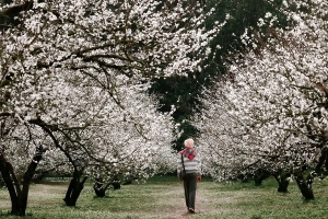 Hoa mận Mộc Châu đã nở rộ